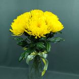 Фото флориста 1: 1 желтая одноголовая хризантема