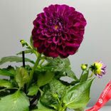 Маленькое фото 3: Георгин «Микс» для высадки в грунт, D13 см. Сервис доставки цветов AzaliaNow