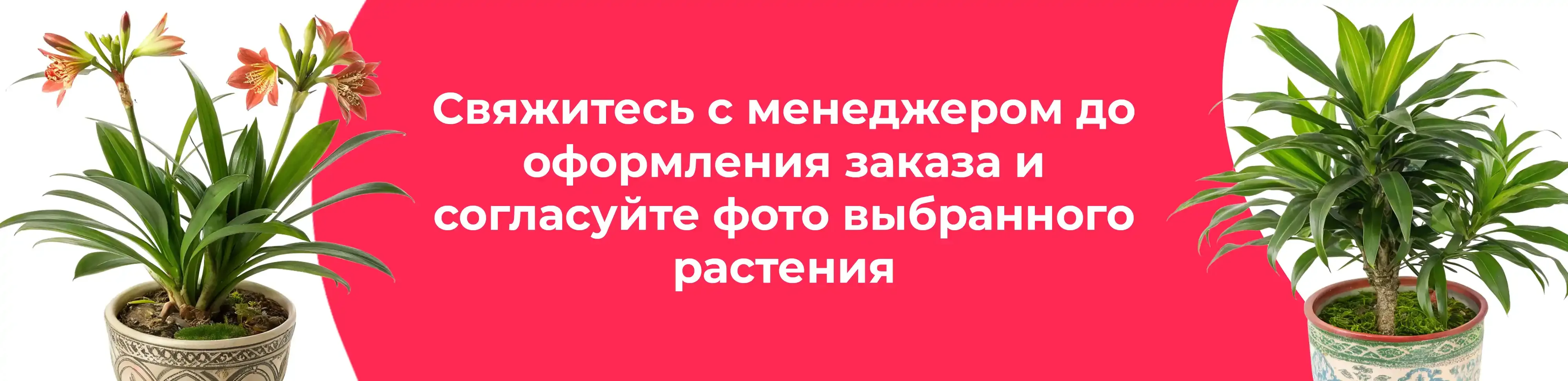 Баннер для рубрики: Эхмеи