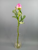 Фото флориста 1: Пион красный, Голландия