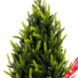 Маленькое фото 4: Ель искусственная в кашпо, Н45х25х25см, зеленый