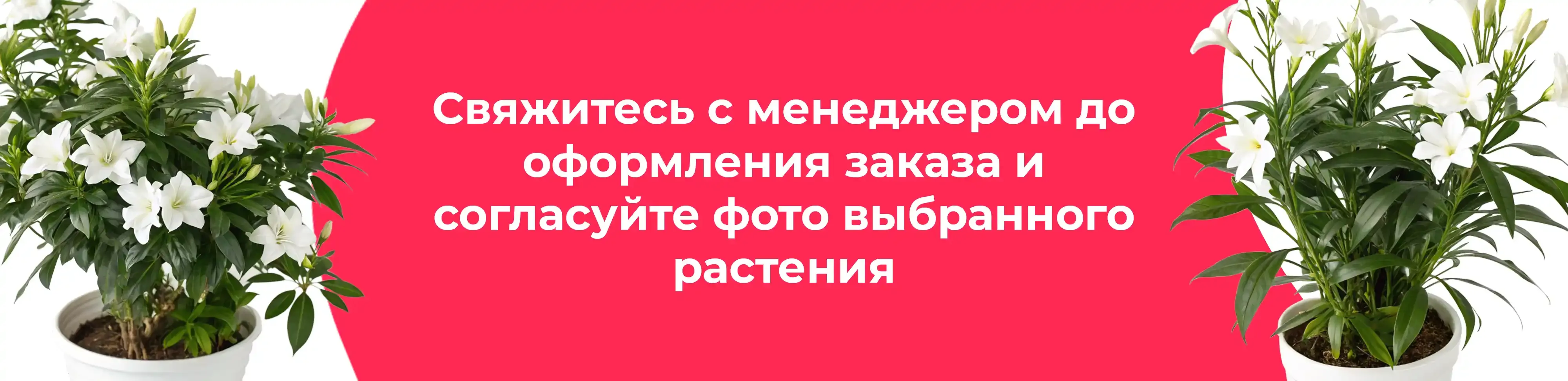 Баннер для рубрики: Белые комнатные цветы