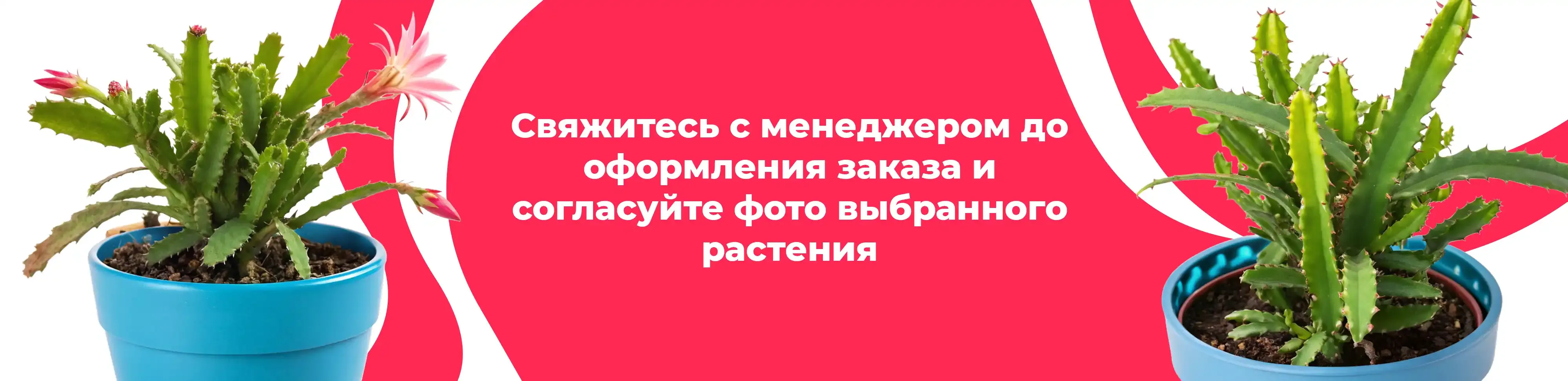 Баннер для рубрики: Комнатные растения Кашира