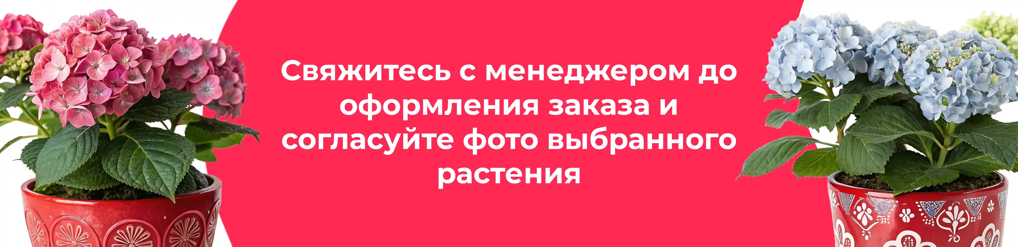 Баннер для рубрики: Цветы в горшках Коломна
