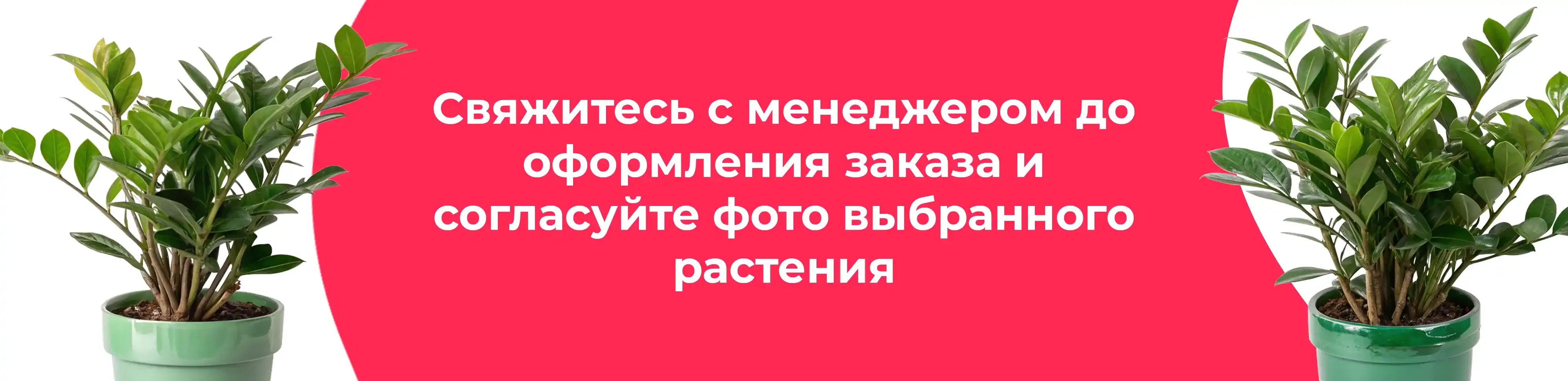 Баннер для рубрики: Замиокулькасы