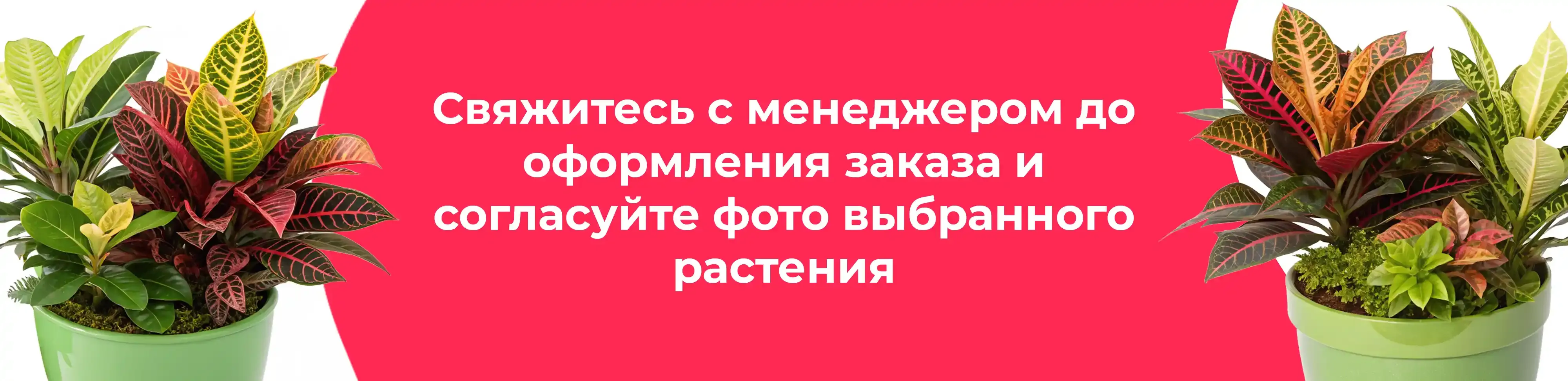 Баннер для рубрики: Домашние цветы