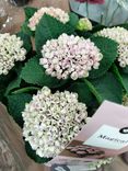 Фото флориста 1: Азалия красная в горшке
