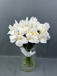Фото флориста 2: Букет из 25 белых ирисов с лентой