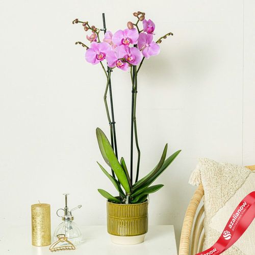 Фото 2: Орхидея светло-розовая. Сервис доставки цветов AzaliaNow