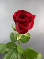 Фото флориста 1: Роза красная, Россия, 60см
