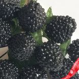 Маленькое фото 3: Набор ежевики на вставках 12шт., D1,8x2,5xL11см