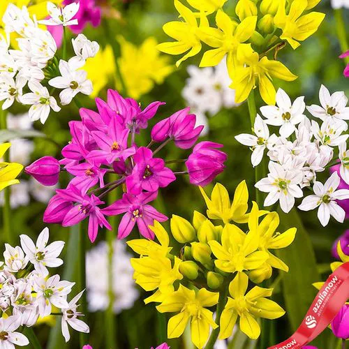 Фото 3: Аллиум Смол Флауринг Микс (Small Flowering Mix). Сервис доставки цветов AzaliaNow