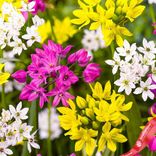 Маленькое фото 3: Аллиум Смол Флауринг Микс (Small Flowering Mix). Сервис доставки цветов AzaliaNow