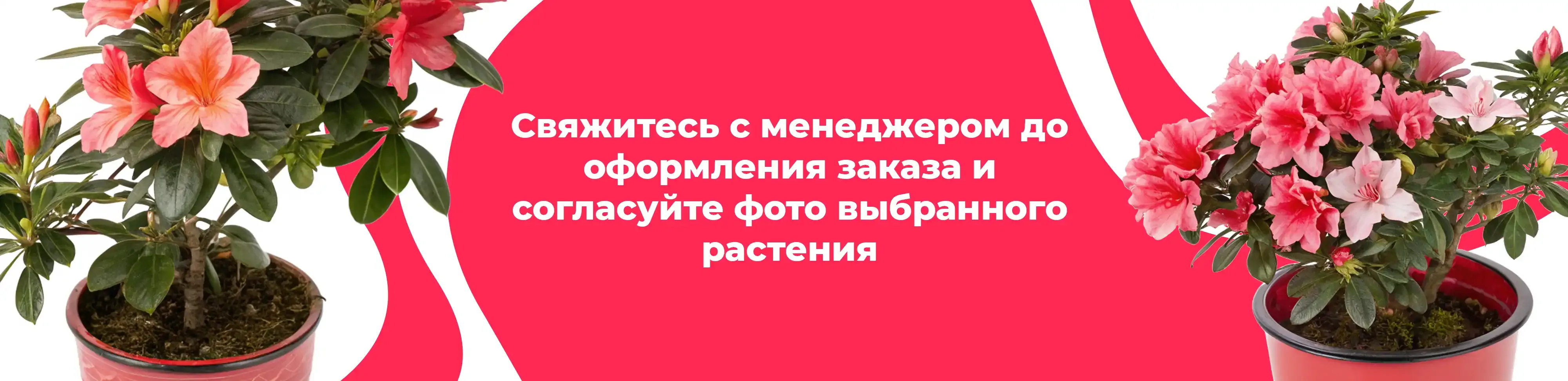 Баннер для рубрики: Комнатные растения Королев