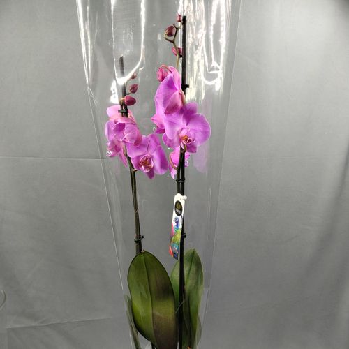 Фото флориста 2: Премиум фаленопсисы