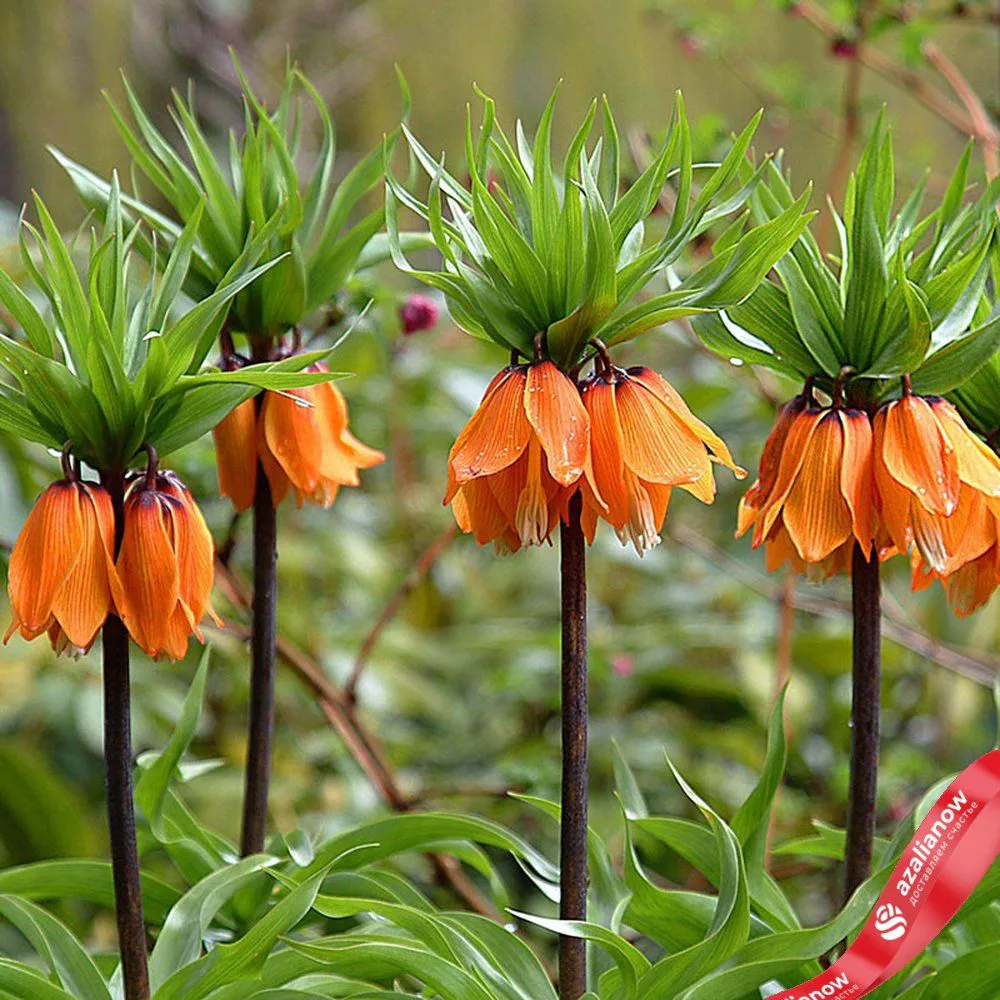 Рябчик Оранж (Fritillaria Orange)