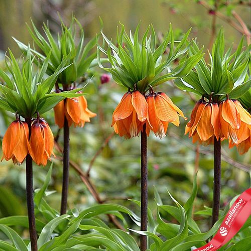 Фото 1: Рябчик Оранж (Fritillaria Orange). Сервис доставки цветов AzaliaNow