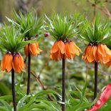 Маленькое фото 1: Рябчик Оранж (Fritillaria Orange). Сервис доставки цветов AzaliaNow