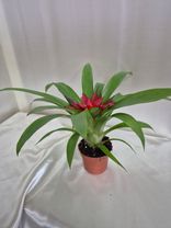 Фото флориста 2: Медуза Бромелиад