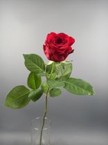 Фото флориста 3: Роза красная, Россия, 70см