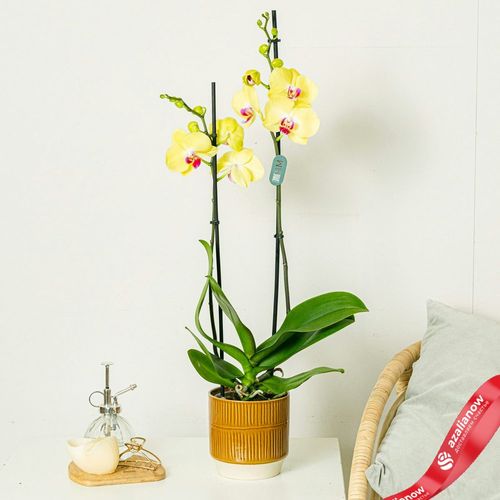 Фото 1: Орхидея желтая. Сервис доставки цветов AzaliaNow