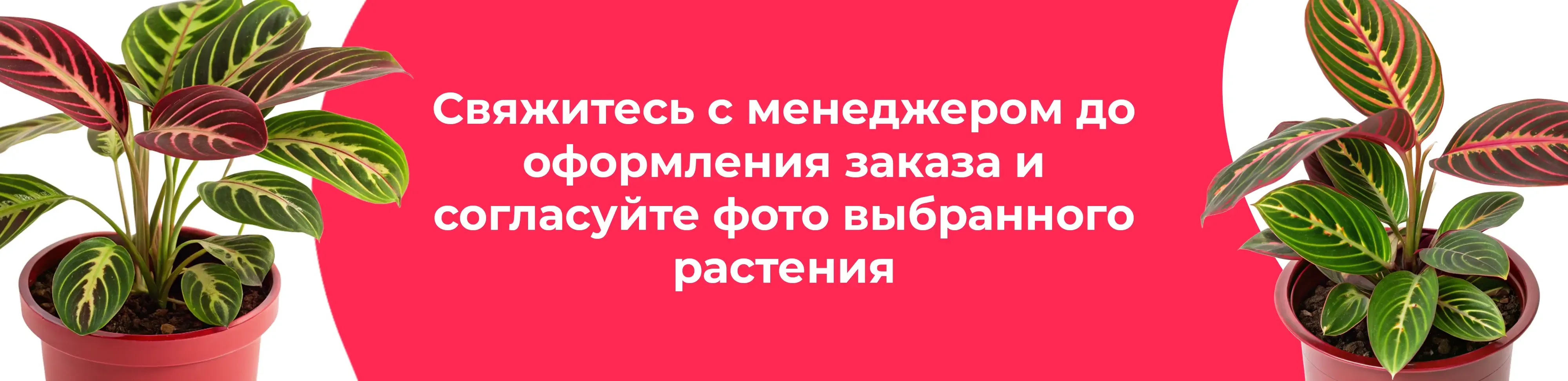 Баннер для рубрики: Комнатные растения Бронницы