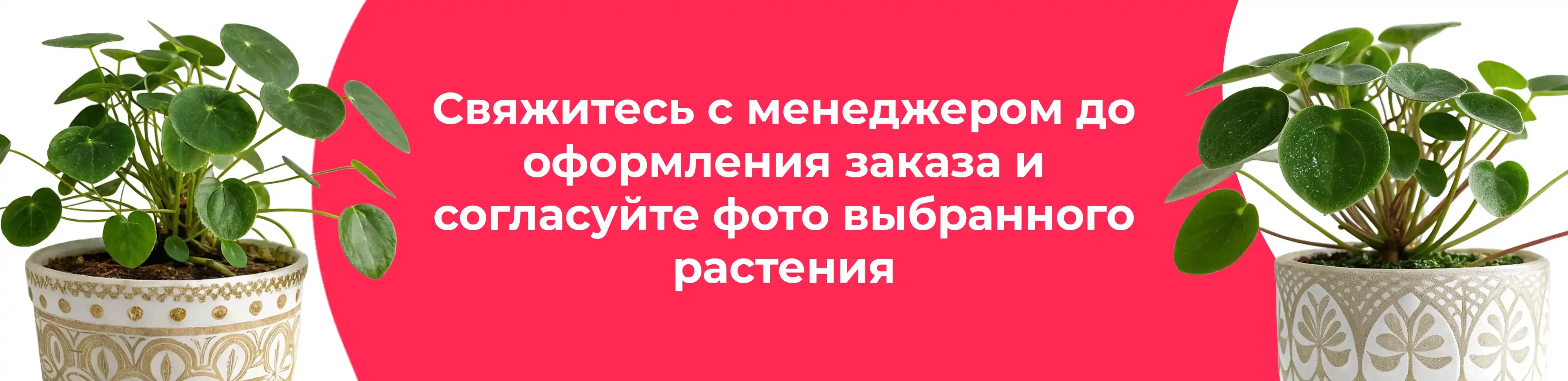 Баннер для рубрики: Комнатные пилеи