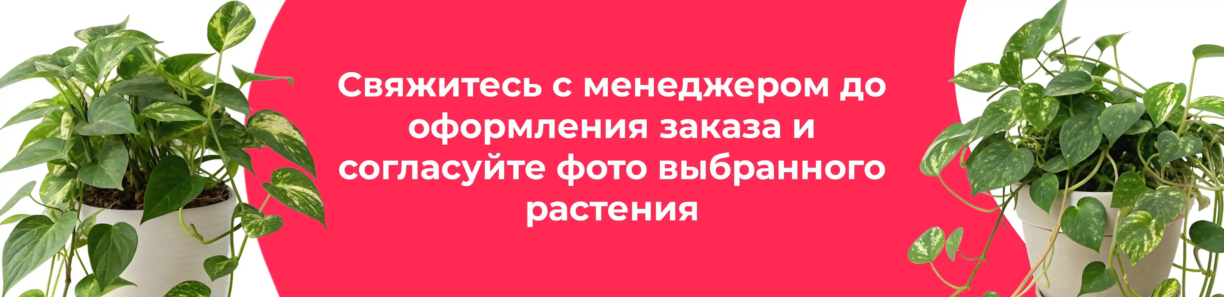 Баннер для рубрики: Комнатные растения Коломна