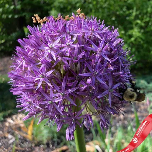 Фото 4: Аллиум Тол Пёрпл Сенсэйшн (Tall Purple Sensation). Сервис доставки цветов AzaliaNow