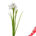Маленькое фото 3: Подснежник на вставке, 30см, белый. Сервис доставки цветов AzaliaNow