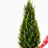 Маленькое фото 2: Ель искусственная в кашпо, Н60х26х26см, зеленый