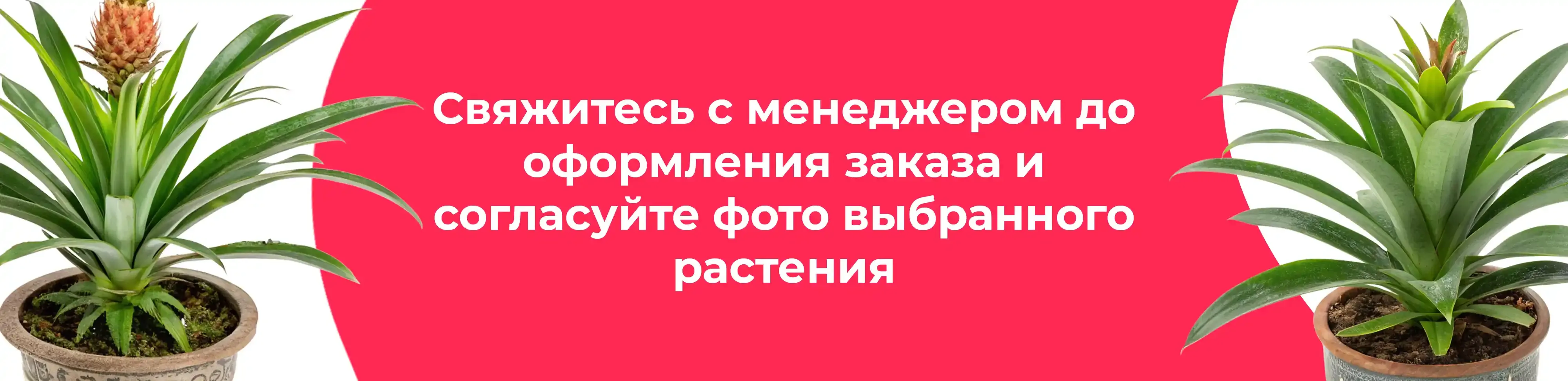 Баннер для рубрики: Ананасы