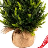 Маленькое фото 5: Ель искусственная в кашпо, Н45х25х25см, зеленый