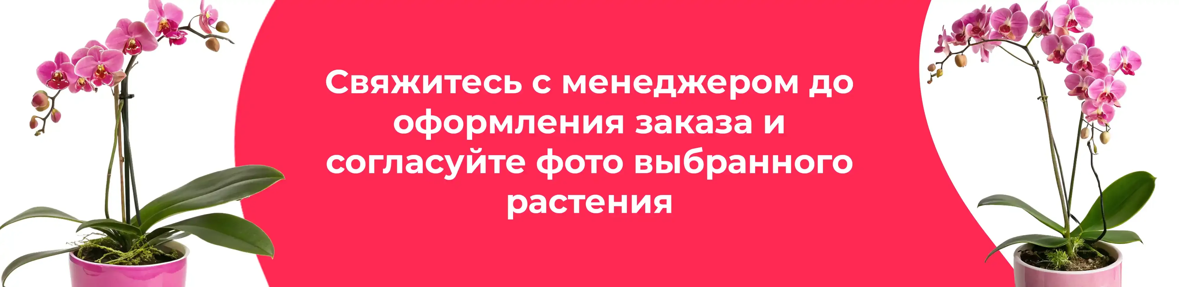 Баннер для рубрики: Орхидеи Фаленопсис