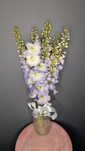 Дельфиниумы. Фото флориста - 0