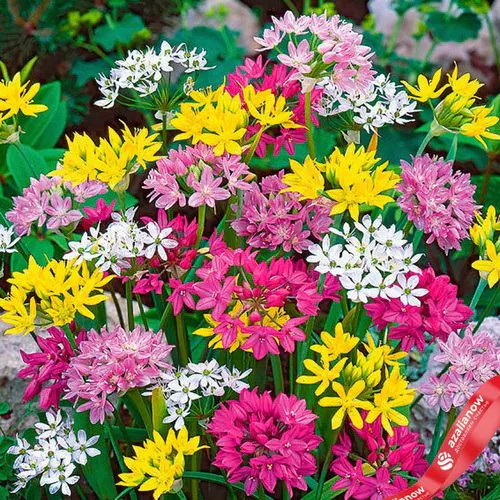 Фото 1: Аллиум Смол Флауринг Микс (Small Flowering Mix). Сервис доставки цветов AzaliaNow