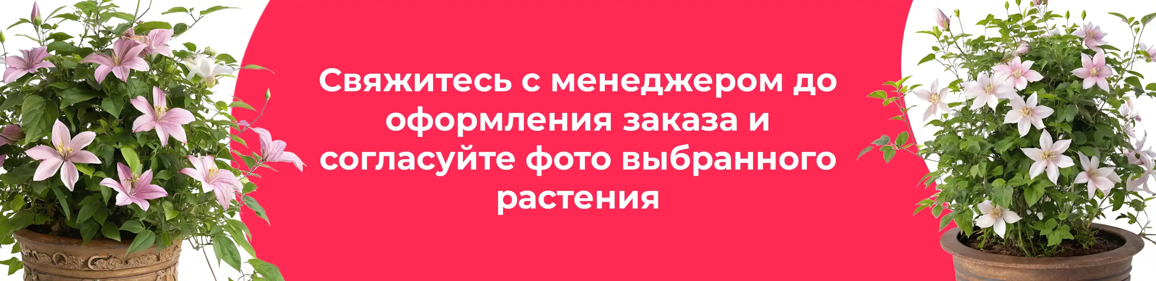 Баннер для рубрики: Клематисы