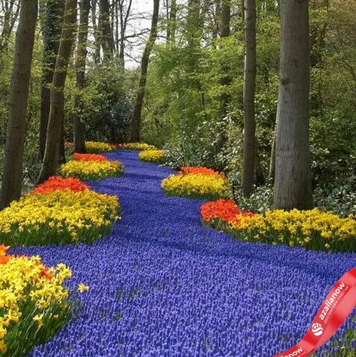 Фото 1: Виноградный гиацинт Мускари Арменикум (Muscari Armeniacum). Сервис доставки цветов AzaliaNow