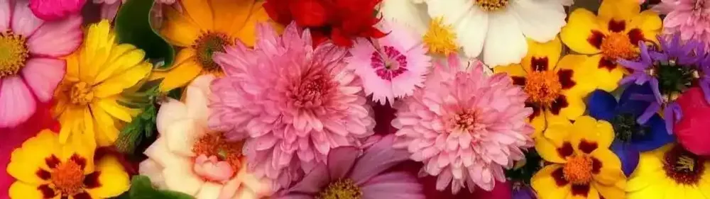 Цветы Измайлово