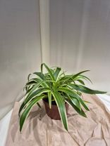 Фото флориста 1: Паутинник зеленый