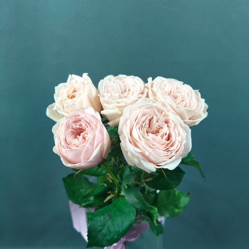 Фото флориста 6: Пионовидные розы Эквадор