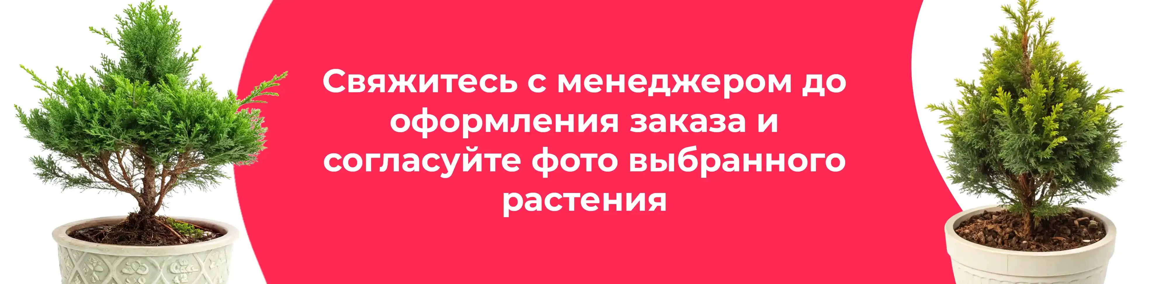 Баннер для рубрики: Хвойные растения