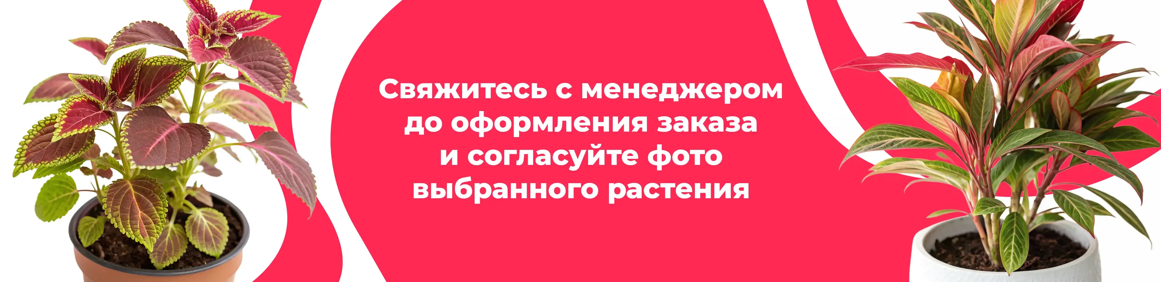 Баннер для рубрики: Растения Ярославский