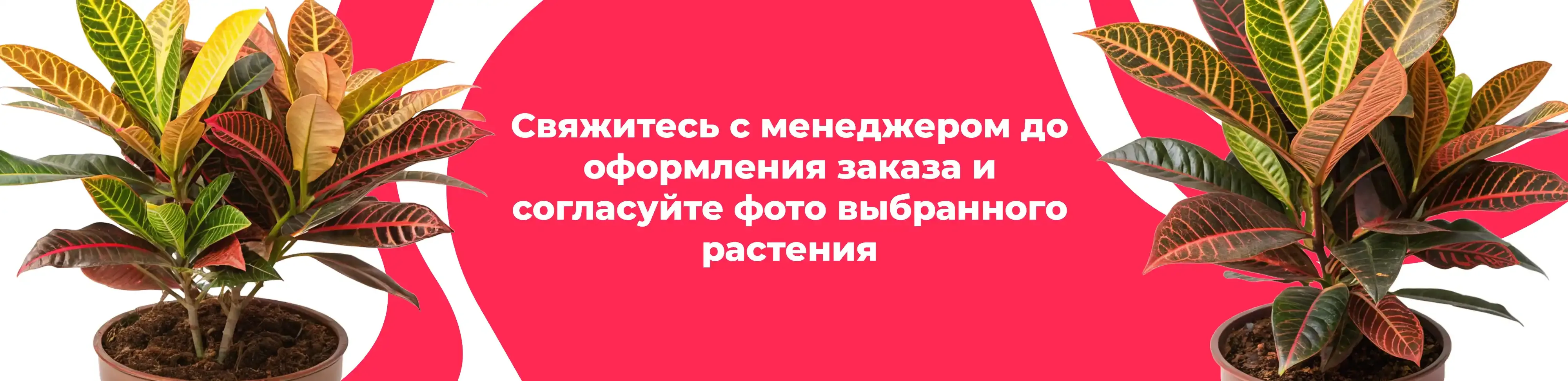 Баннер для рубрики: Цветы в горшках Лобня