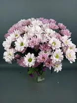 Фото флориста 1: Букет из 9 кустовых фиолетовых хризантем с лентой, Ромашка, Голландия