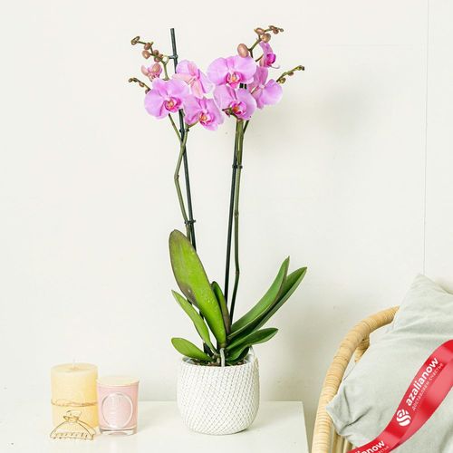 Фото 1: Орхидея светло-розовая. Сервис доставки цветов AzaliaNow