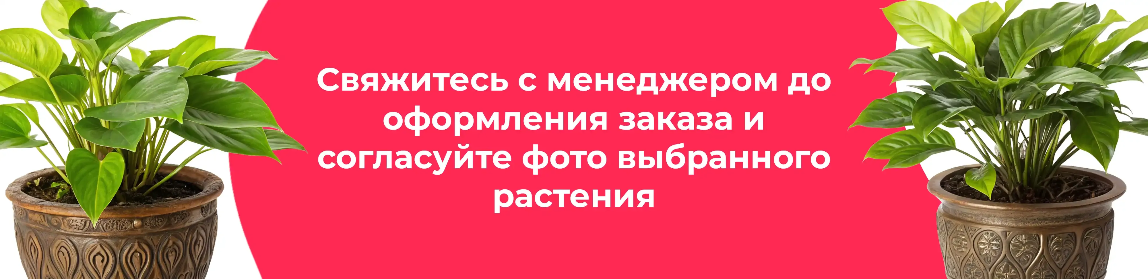 Баннер для рубрики: Цветы в горшках Можайск