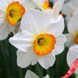 Маленькое фото 2: Нарцисс Лардж Каппед Флауэр Рекорд (Large Cupped Flower Record). Сервис доставки цветов AzaliaNow