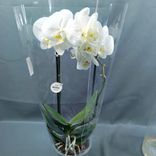 Фото флориста 1: Орхидея белая в горшке «Очарование орхидеи»