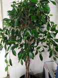 Фото флориста 1: Фикус Микрокарпа, дерево